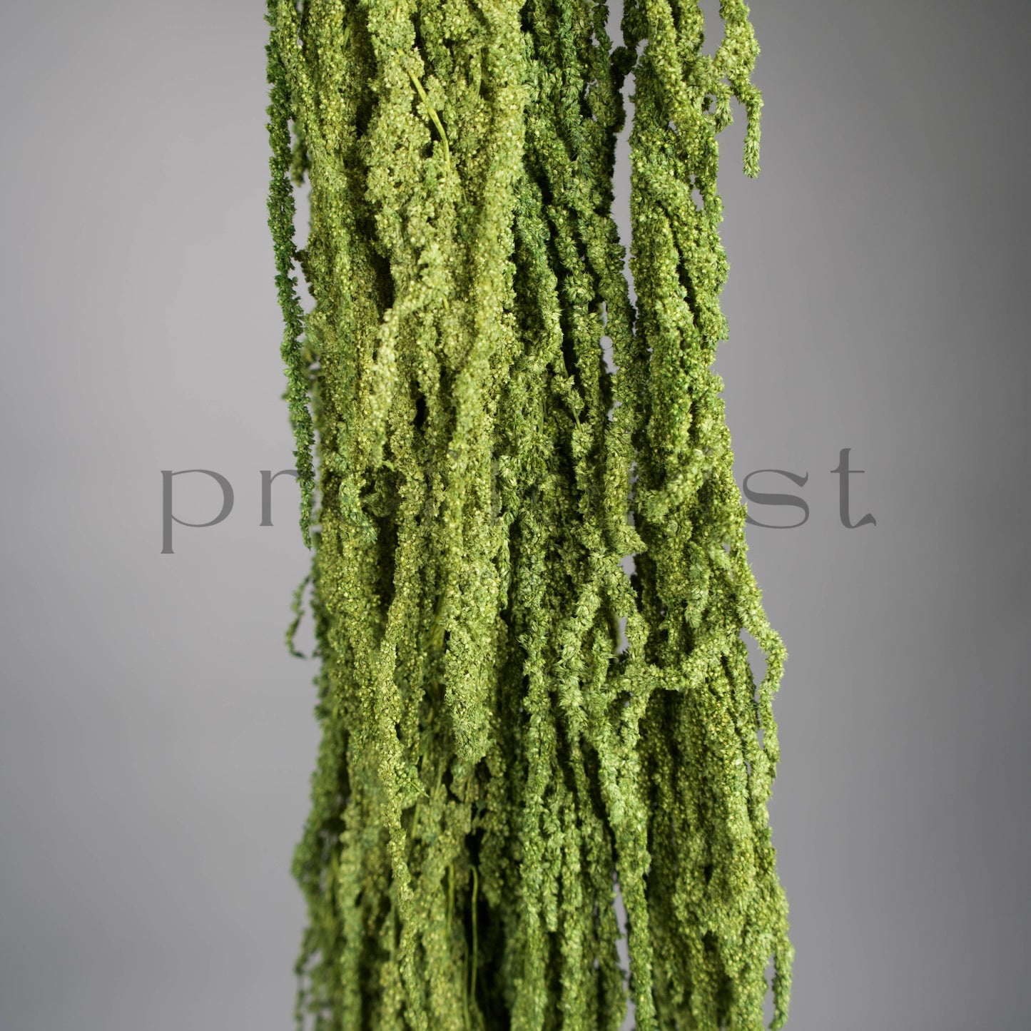 Amarantus stabilizowany (szarłat) Jasnozielony – 5 gałęzi | 90–120 cm