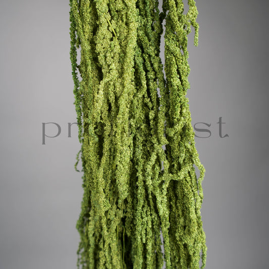 Amarantus stabilizowany (szarłat) Jasnozielony – 5 gałęzi | 90–120 cm