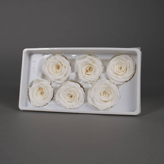 Wieczna róża w białym kolorze - opakowanie 6 szt