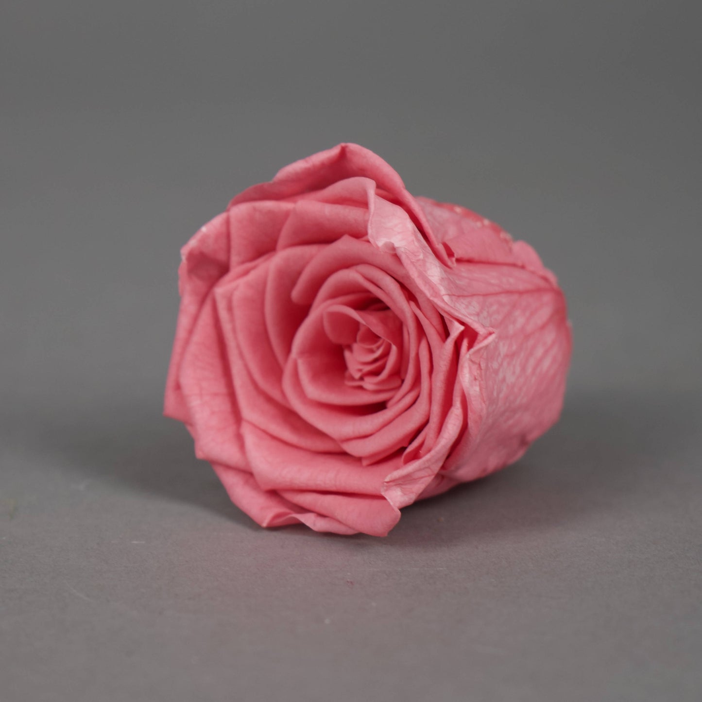 Wieczna róża w różowym kolorze - opakowanie 8 szt