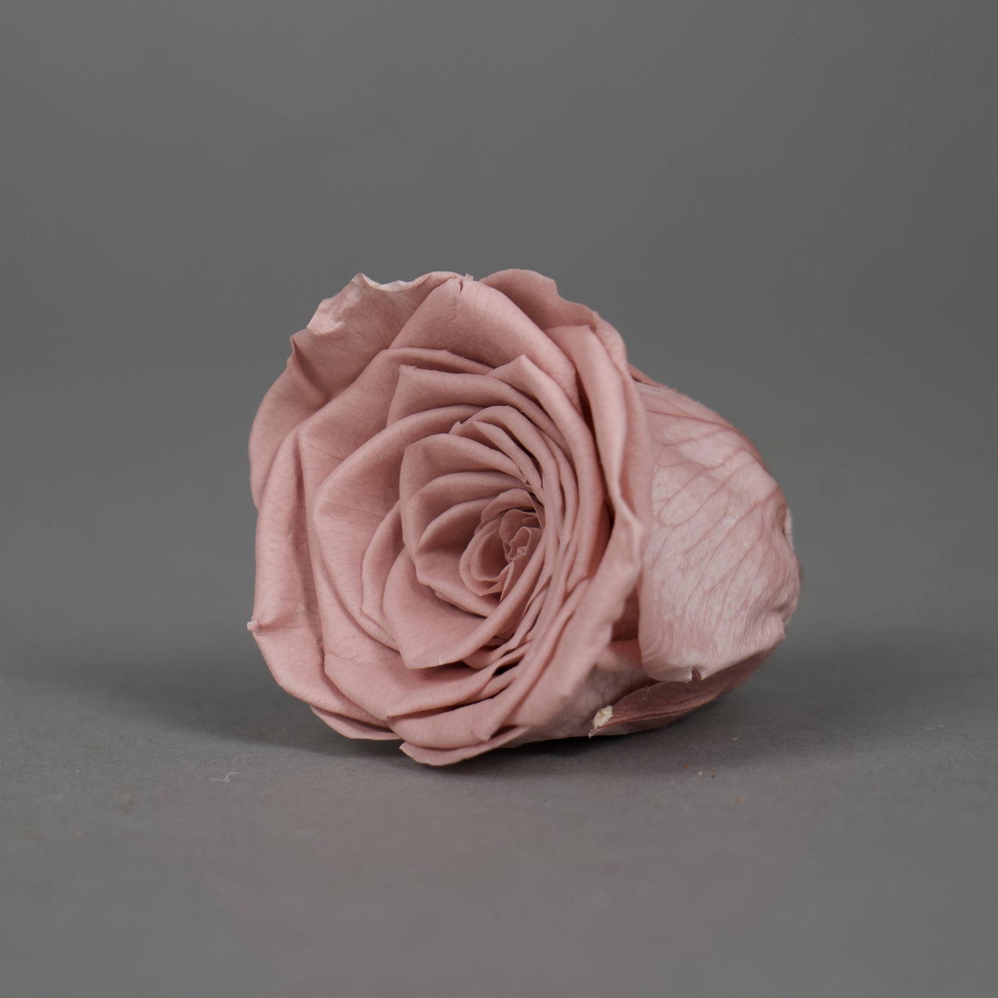 Wieczna róża w kolorze cappucino - opakowanie 8 szt