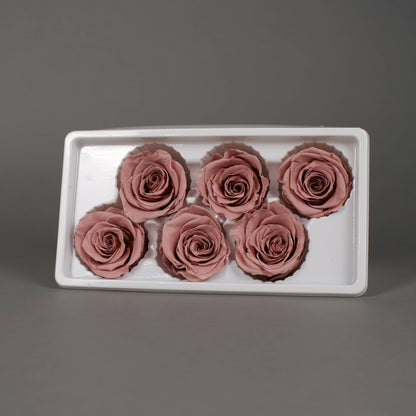 Wieczna róża w kolorze cappucino - opakowanie 6 szt