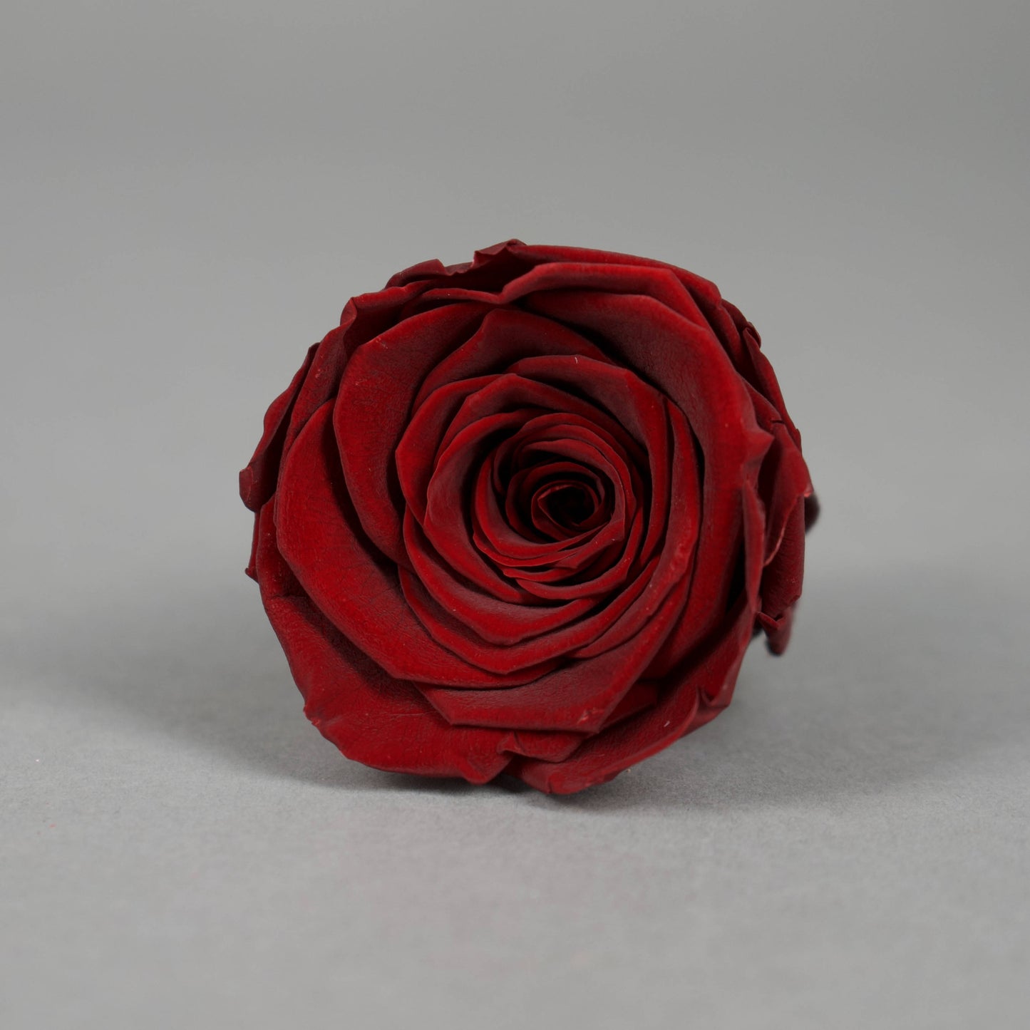 Wieczna róża w kolorze czerwone wino - opakowanie 8 szt