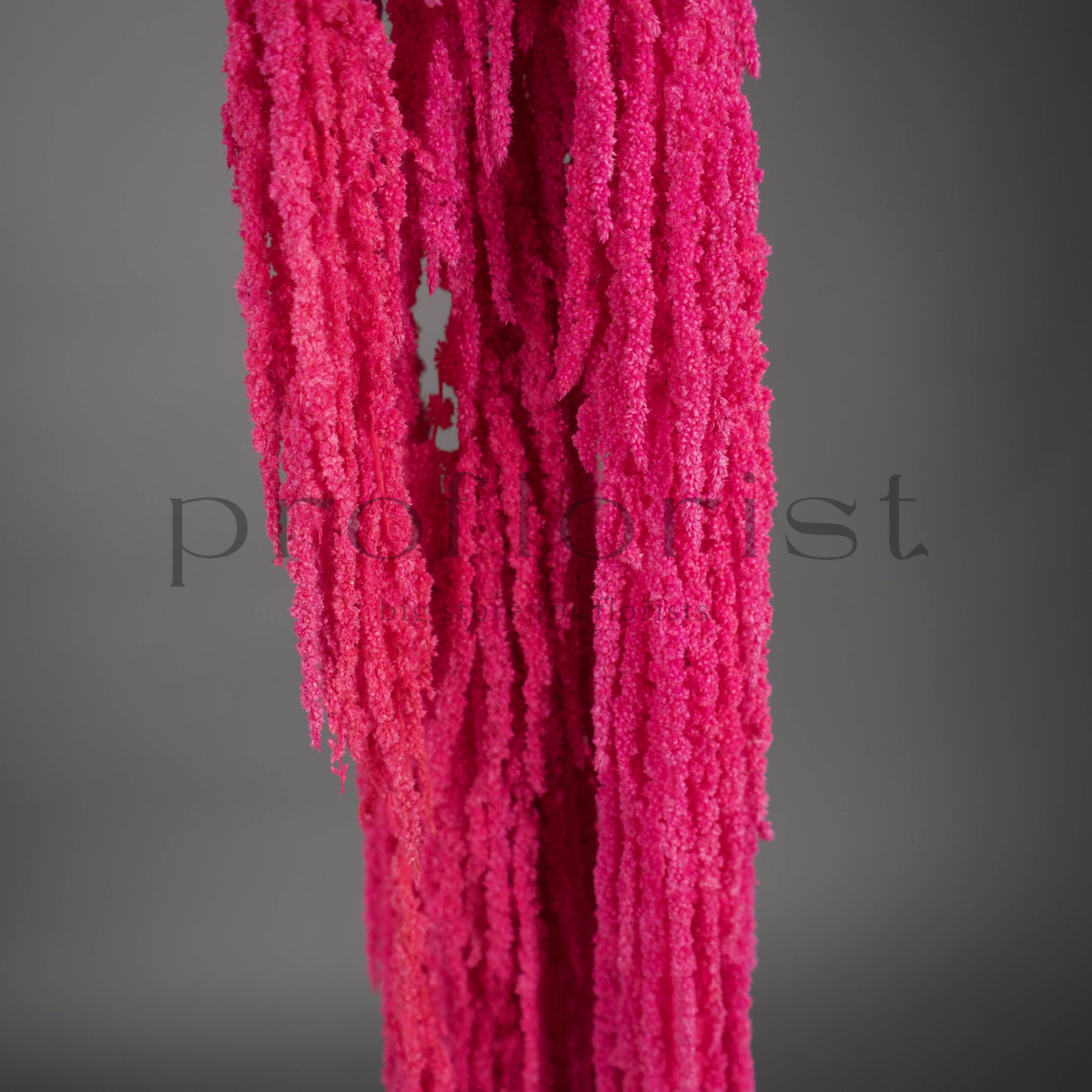 Amarantus stabilizowany (szarłat) Fuchsia – 5 gałęzi | 90–120 cm