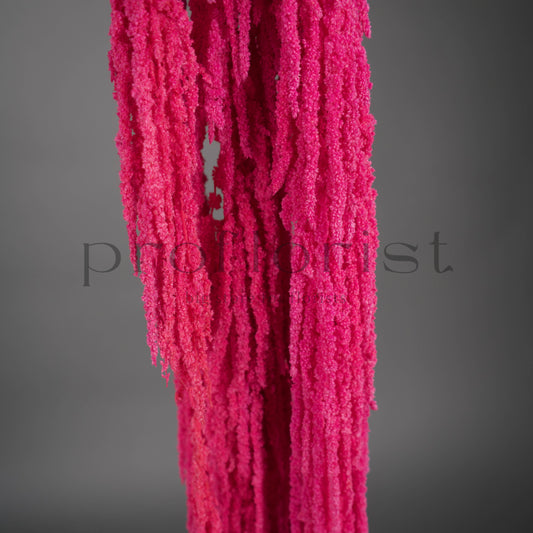 Amarantus stabilizowany (szarłat) Fuchsia – 5 gałęzi | 90–120 cm