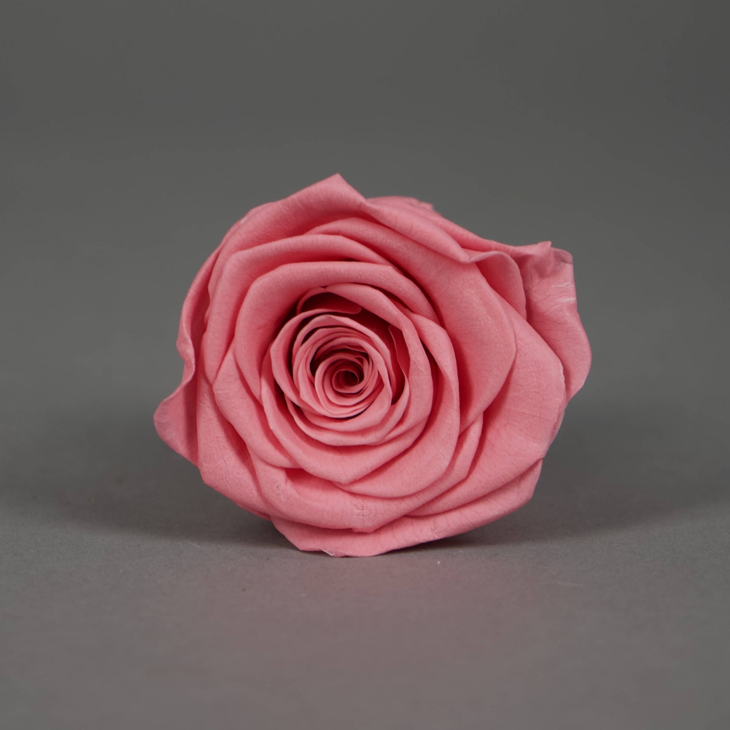 Wieczna róża w różowym kolorze - opakowanie  6 szt