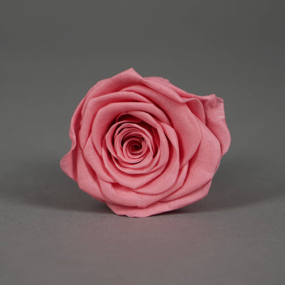 Wieczna róża w różowym kolorze - opakowanie  6 szt