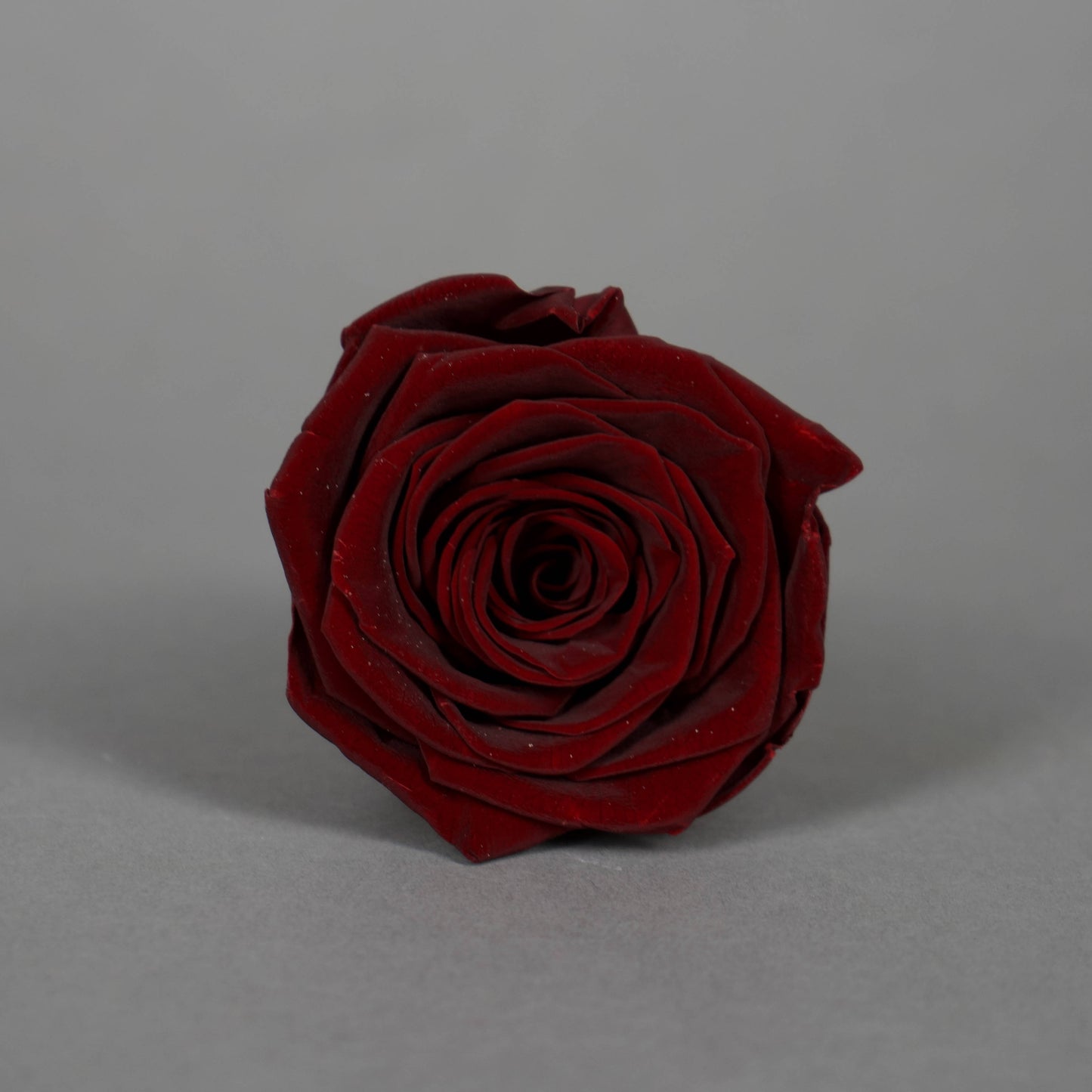 Wieczna róża w kolorze czerwone wino - opakowanie 6 szt