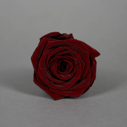Wieczna róża w kolorze czerwone wino - opakowanie 6 szt