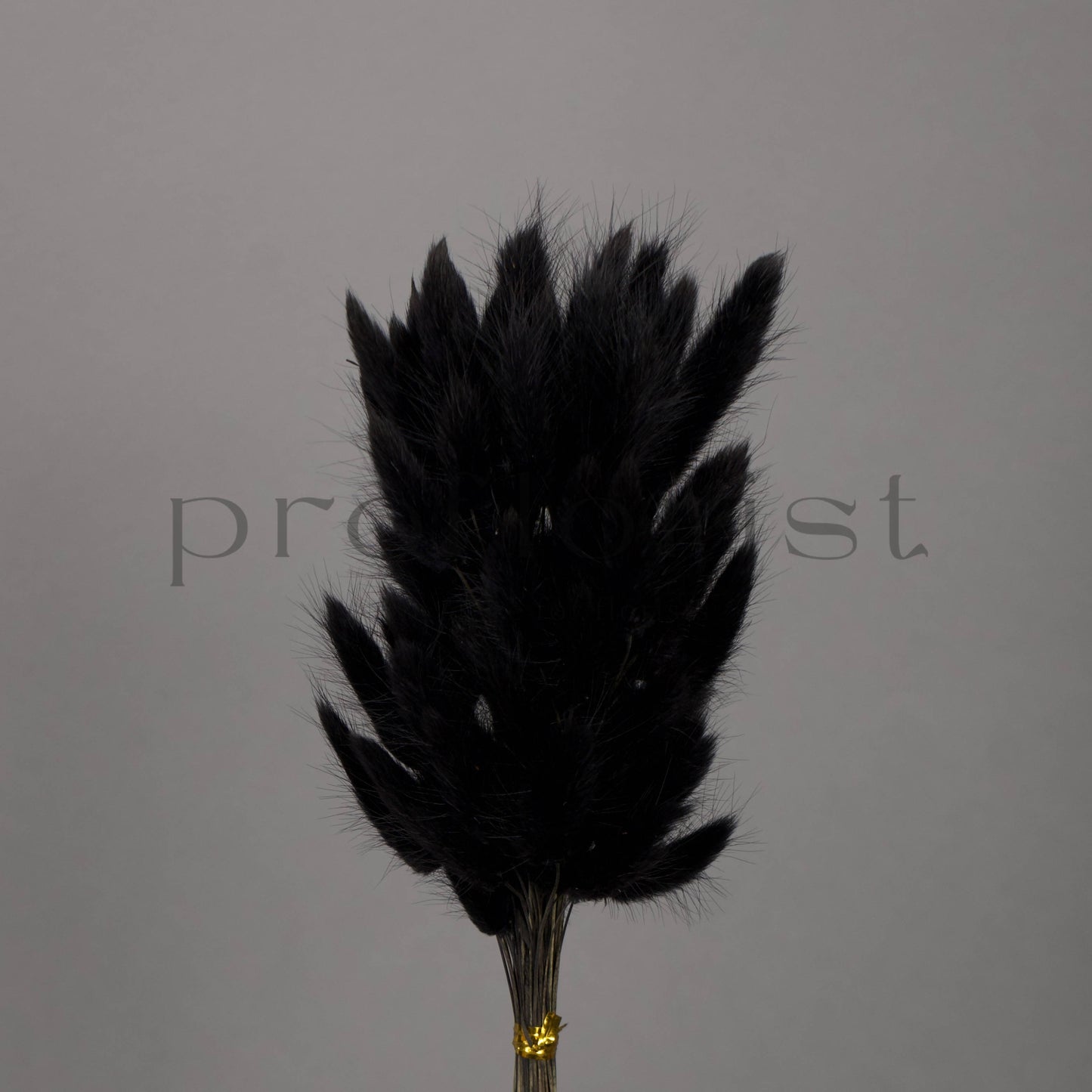 Suszony Lagurus Dmuszek jajowaty CZARNY - bukiet 60 szt