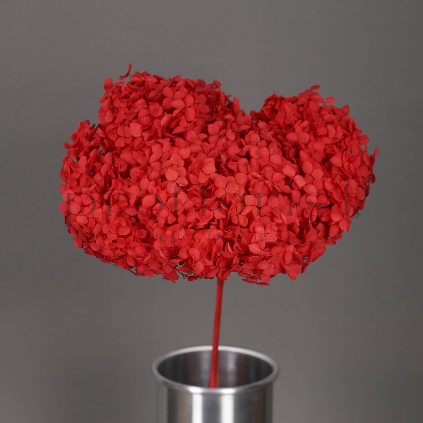 Hortensja stabilizowana Czerwona, 1 szt