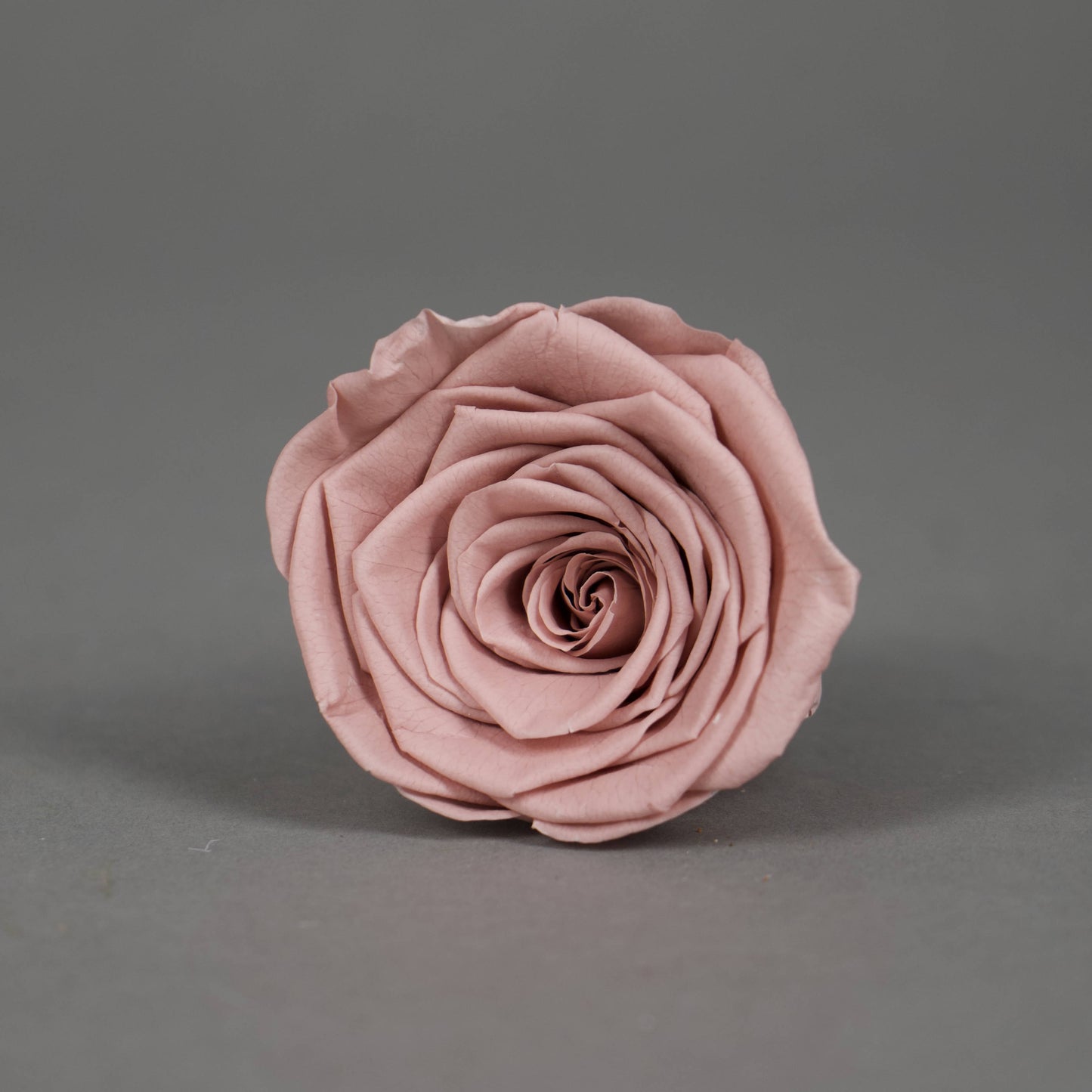 Wieczna róża w kolorze cappucino - opakowanie 6 szt