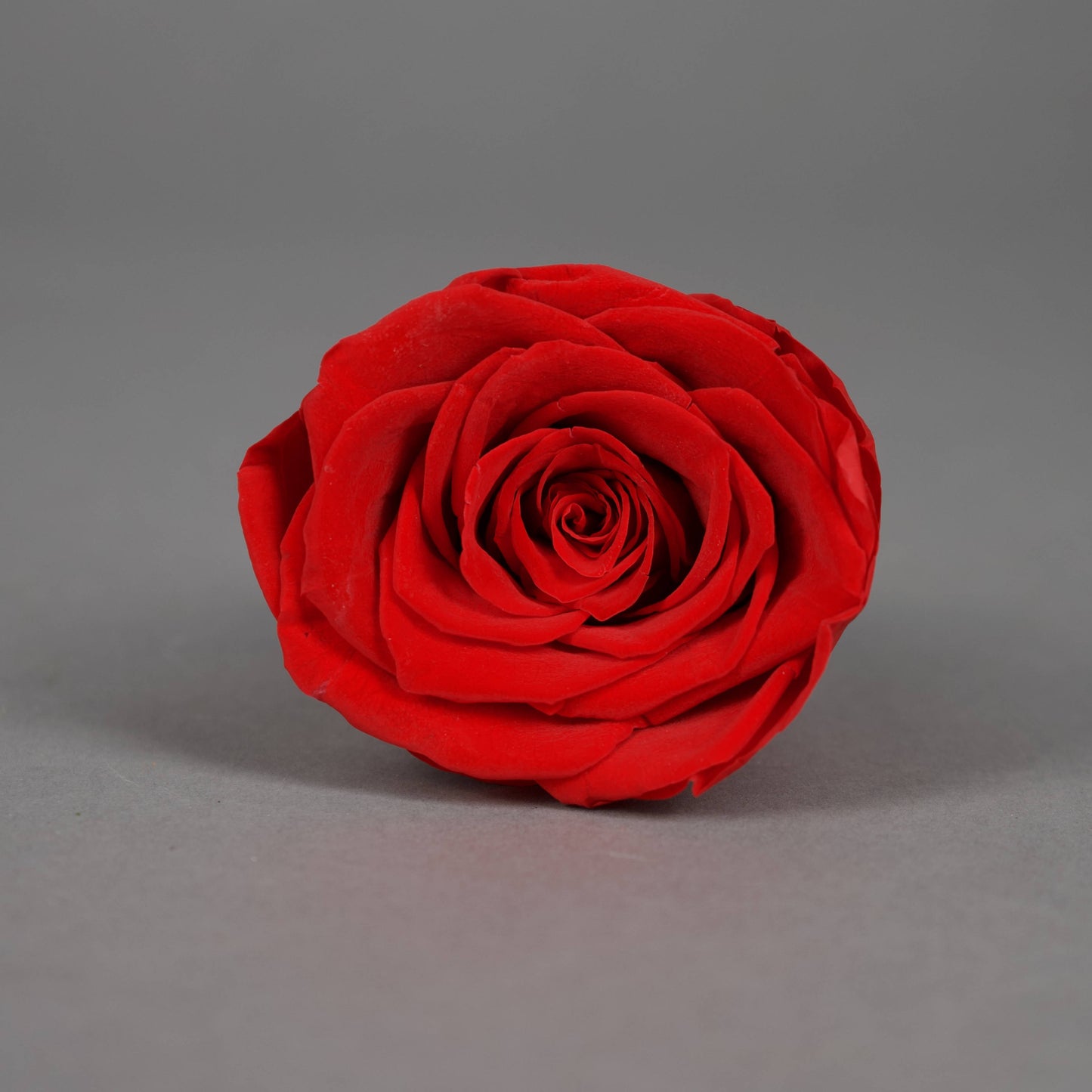 Wieczna róża w czerwonym kolorze - opakowanie 6 szt