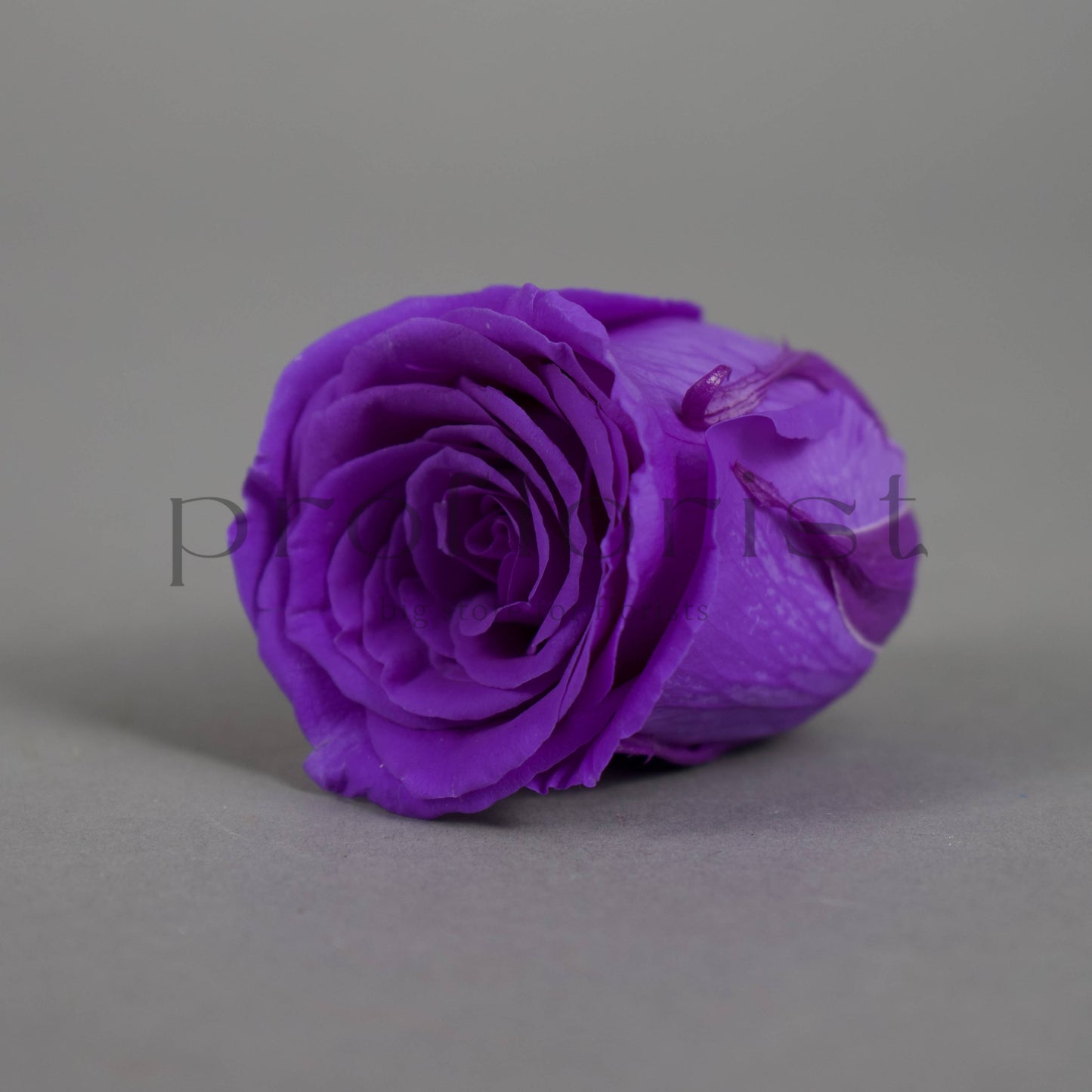 Wieczna róża w fioletowym kolorze - opakowanie 8 szt