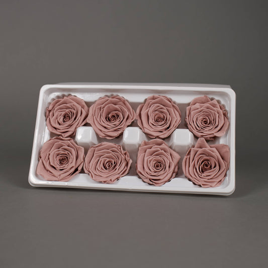 Wieczna róża w kolorze cappucino - opakowanie 8 szt