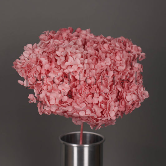 Hortensja stabilizowana Różowa, 1 szt