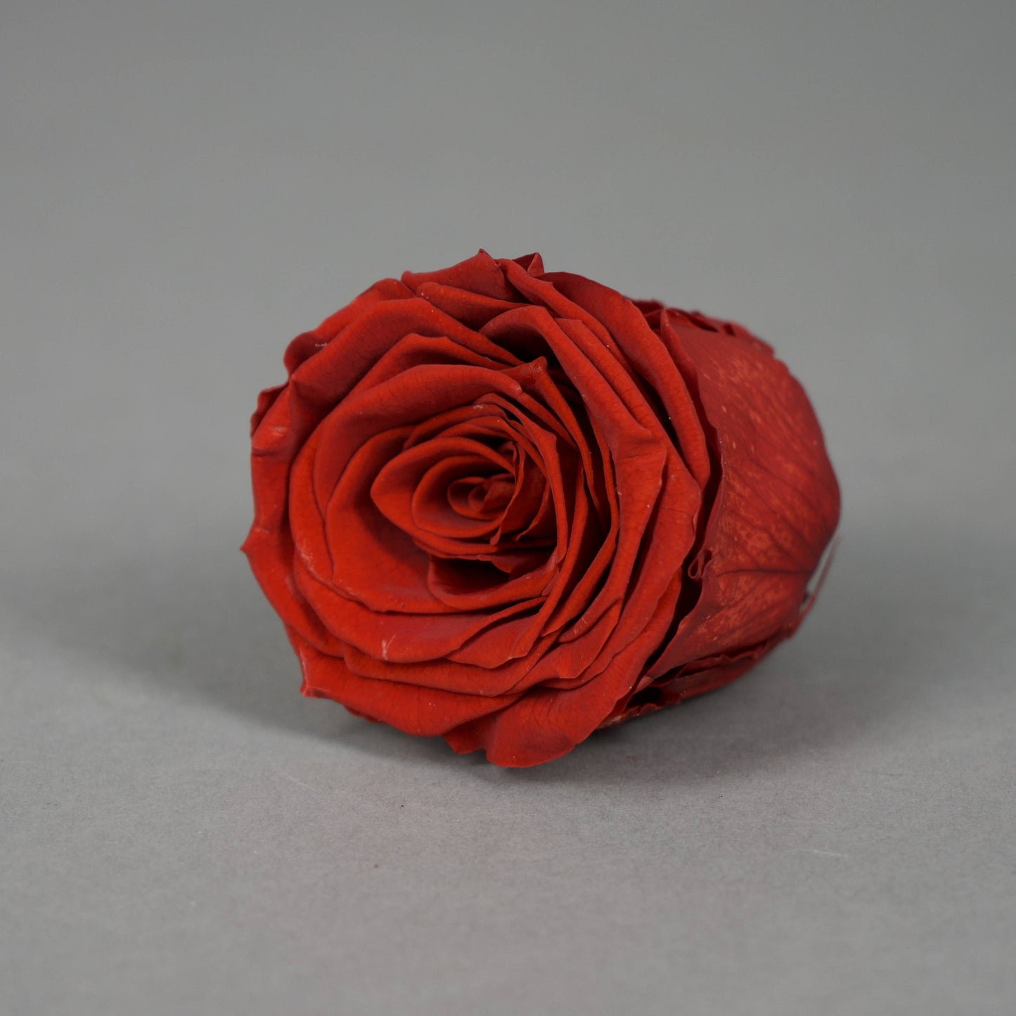 Wieczna róża w kolorze ciemnoczerwonym - opakowanie 6 szt