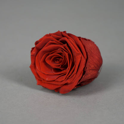 Wieczna róża w kolorze ciemnoczerwonym - opakowanie 6 szt