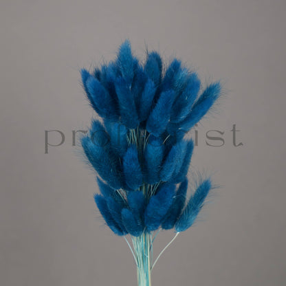 Suszony Lagurus Dmuszek jajowaty CIEMNONIEBIESKI - bukiet 60 szt