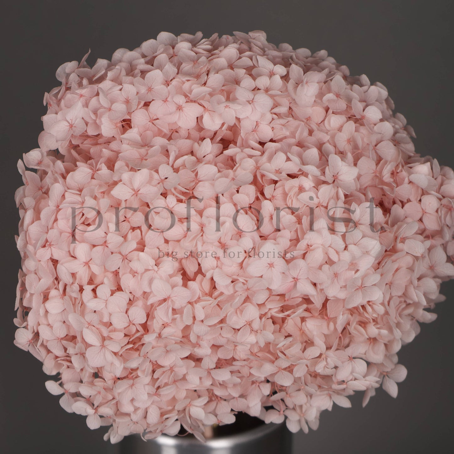 Hortensja stabilizowana Jasnoróżowa, 1 szt