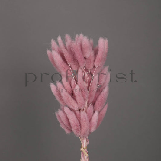 Suszony Lagurus Dmuszek jajowaty LAWENDOWY - bukiet 60 szt