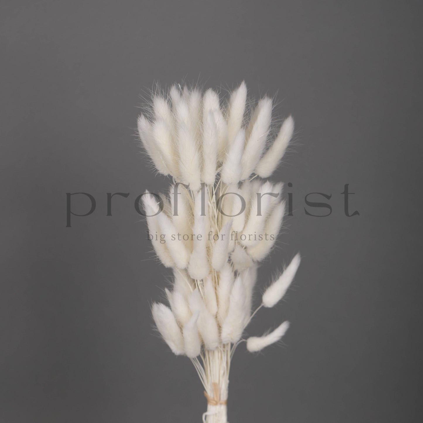 Suszony Lagurus Dmuszek jajowaty BIAŁY - bukiet 60 szt