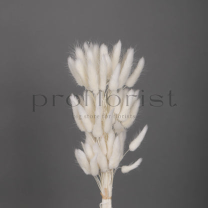 Suszony Lagurus Dmuszek jajowaty BIAŁY - bukiet 60 szt