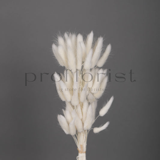 Suszony Lagurus Dmuszek jajowaty BIAŁY - bukiet 60 szt