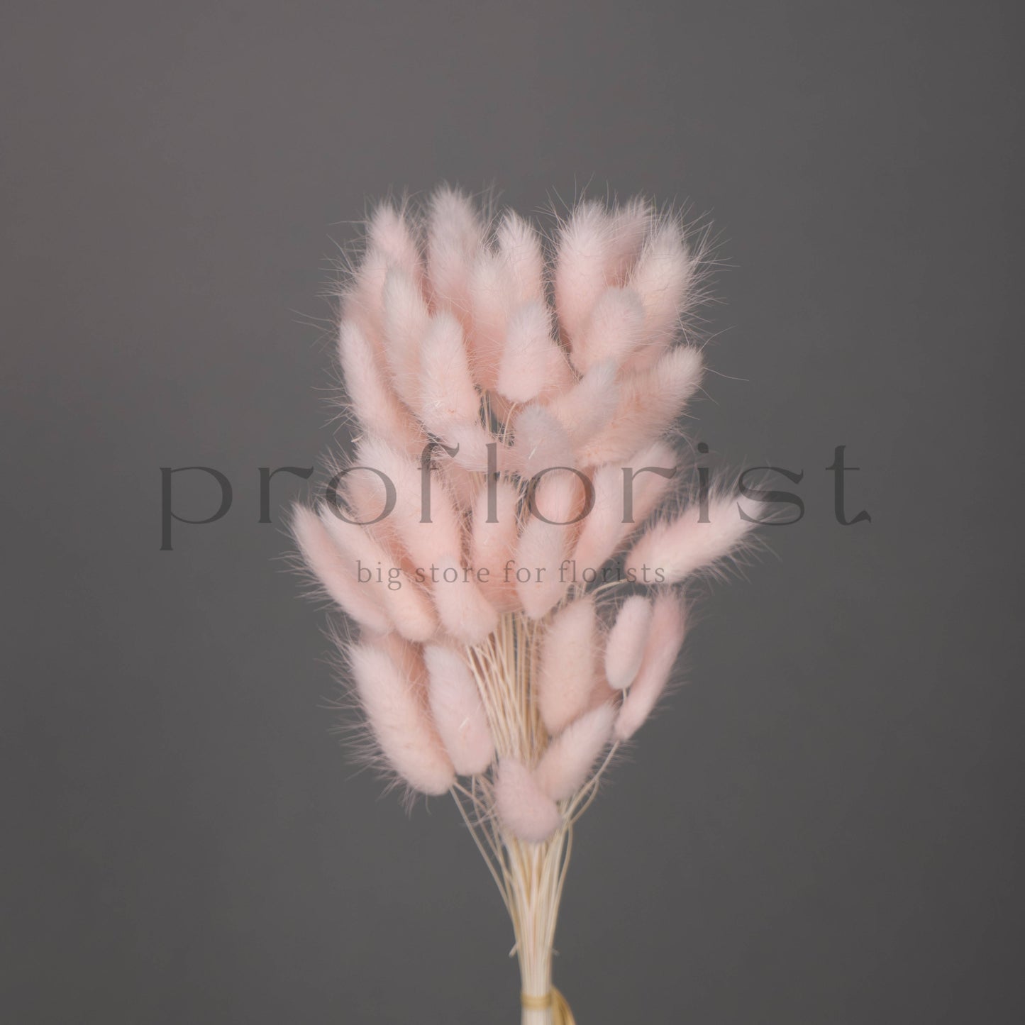 Suszony Lagurus Dmuszek jajowaty JASNORÓŻOWY - bukiet 60 szt