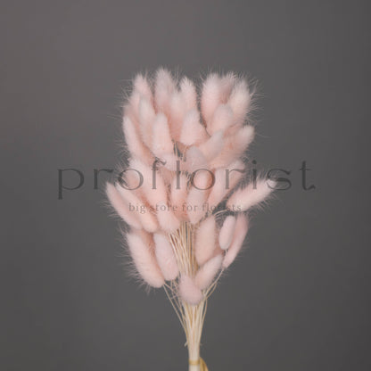 Suszony Lagurus Dmuszek jajowaty JASNORÓŻOWY - bukiet 60 szt