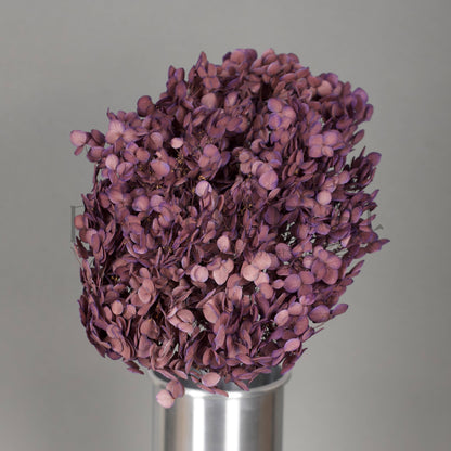 Hortensja stabilizowana Fioletowa, 1 szt