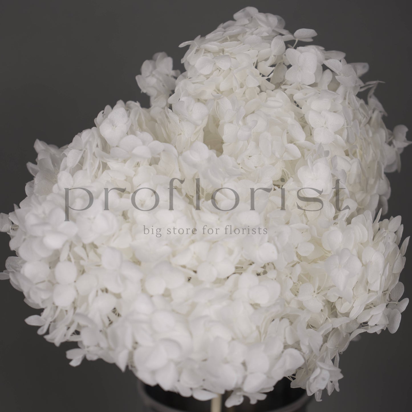 Hortensja stabilizowana Biała, 1 szt