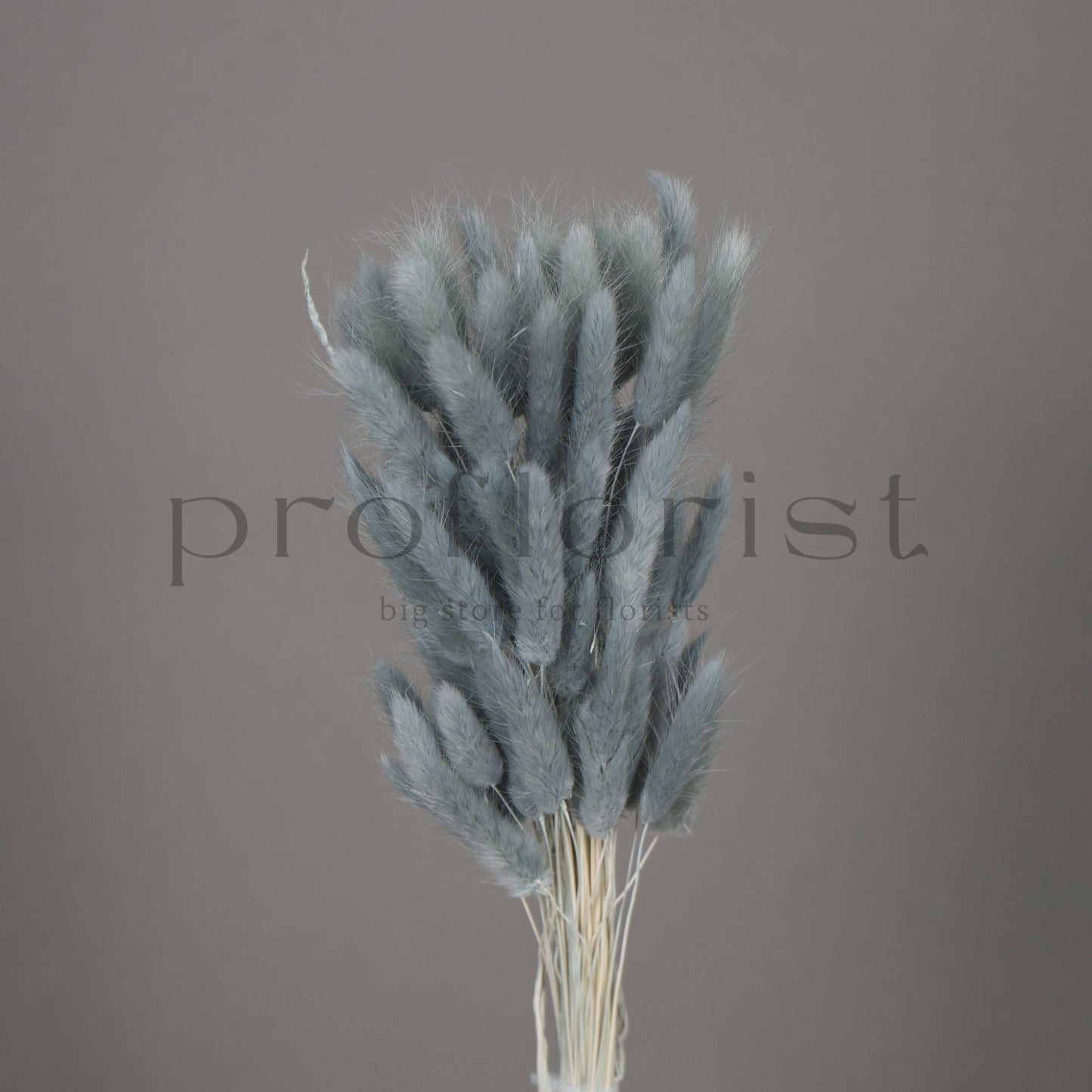 Suszony Lagurus Dmuszek jajowaty kolor SZARONIEBIESKI - bukiet 60 szt