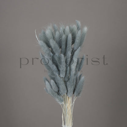 Suszony Lagurus Dmuszek jajowaty kolor SZARONIEBIESKI - bukiet 60 szt