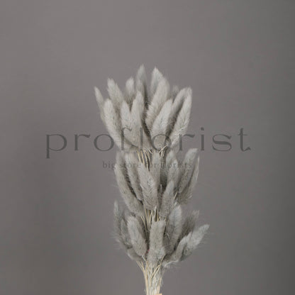 Suszony Lagurus Dmuszek jajowaty kolor SZARY - bukiet 60 szt