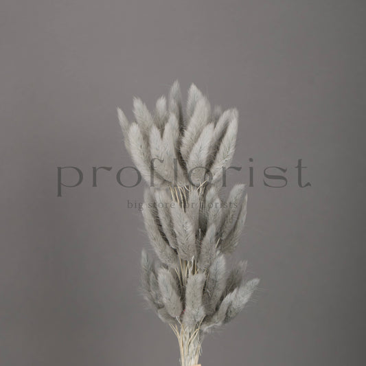 Suszony Lagurus Dmuszek jajowaty kolor SZARY - bukiet 60 szt