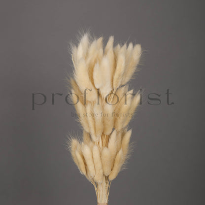 Suszony Lagurus Dmuszek jajowaty KREMOWY - bukiet 60 szt