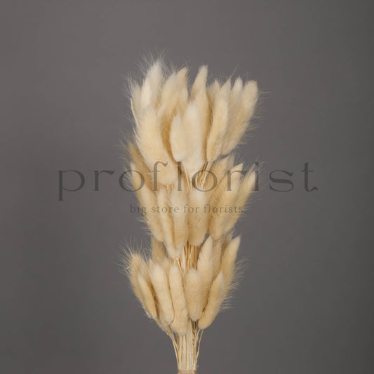 Suszony Lagurus Dmuszek jajowaty KREMOWY - bukiet 60 szt