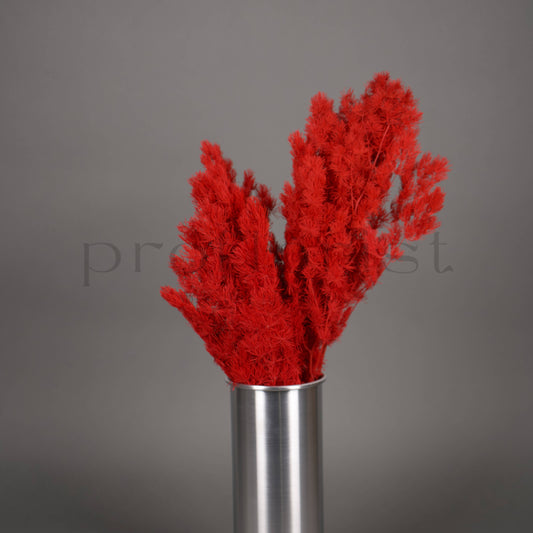 Asparagus stabilizowany - CZERWONY