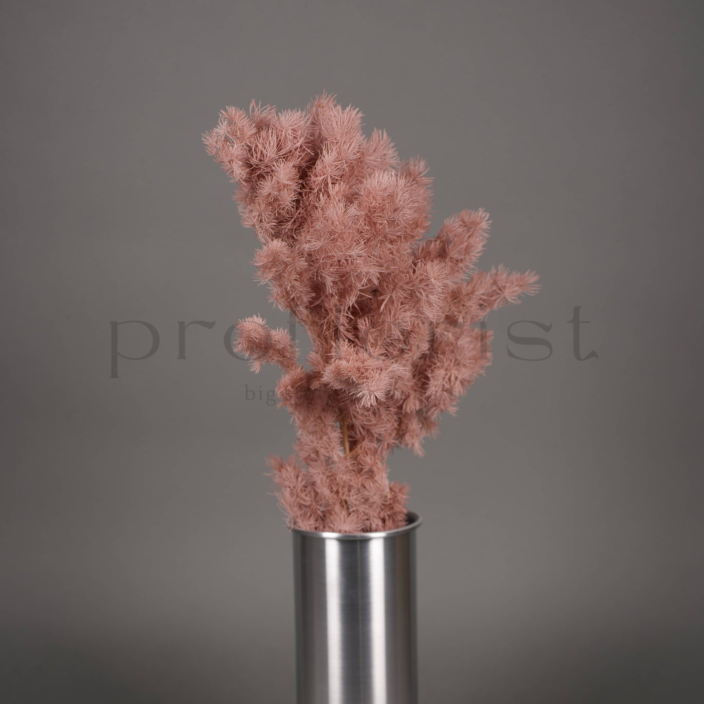 Asparagus stabilizowany - PUDROWY