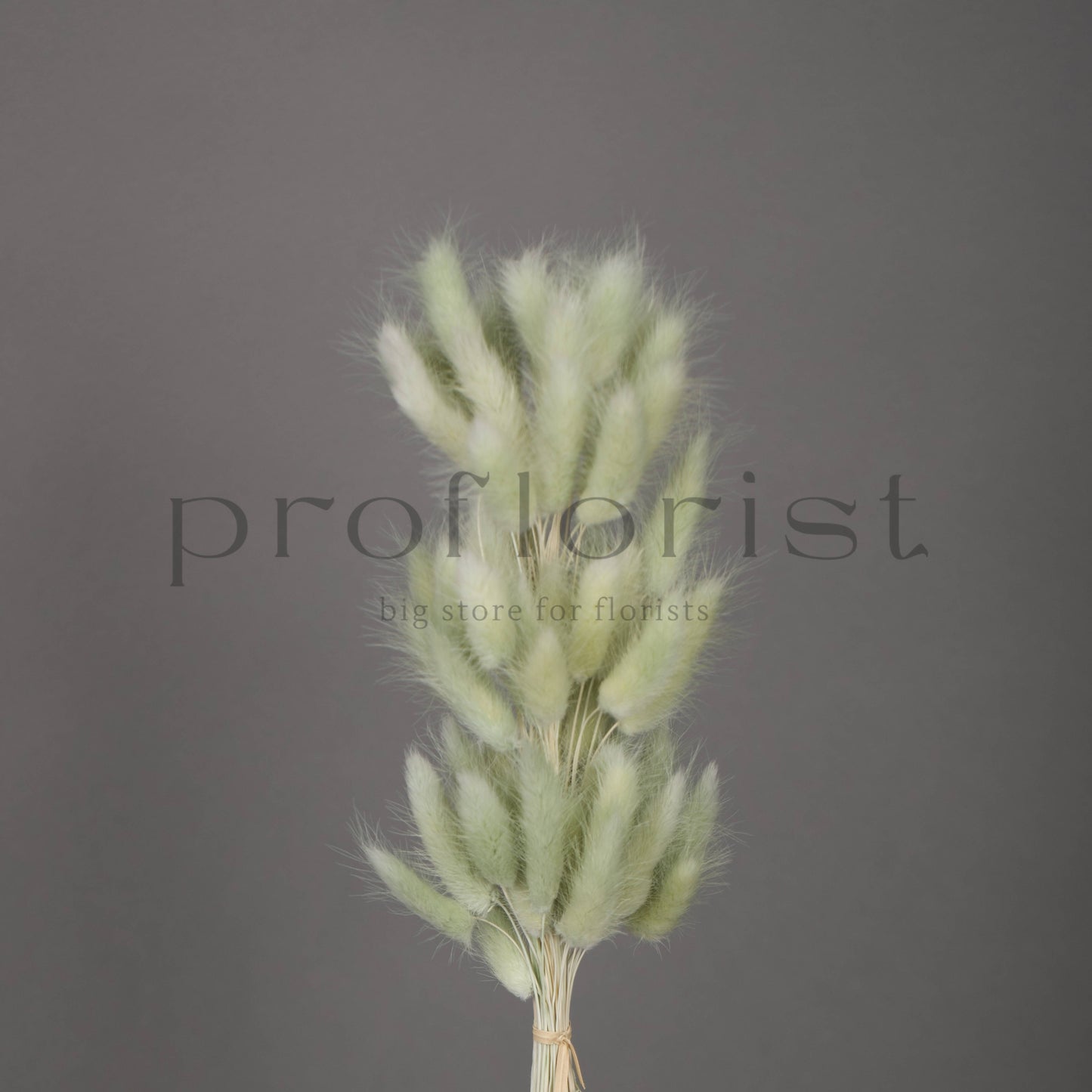 Suszony Lagurus Dmuszek jajowaty OLIWKOWY - bukiet 60 szt