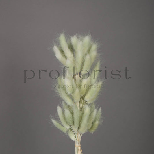 Suszony Lagurus Dmuszek jajowaty OLIWKOWY - bukiet 60 szt