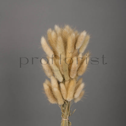 Suszony Lagurus Dmuszek jajowaty kolor NATURALNY - bukiet 60 szt