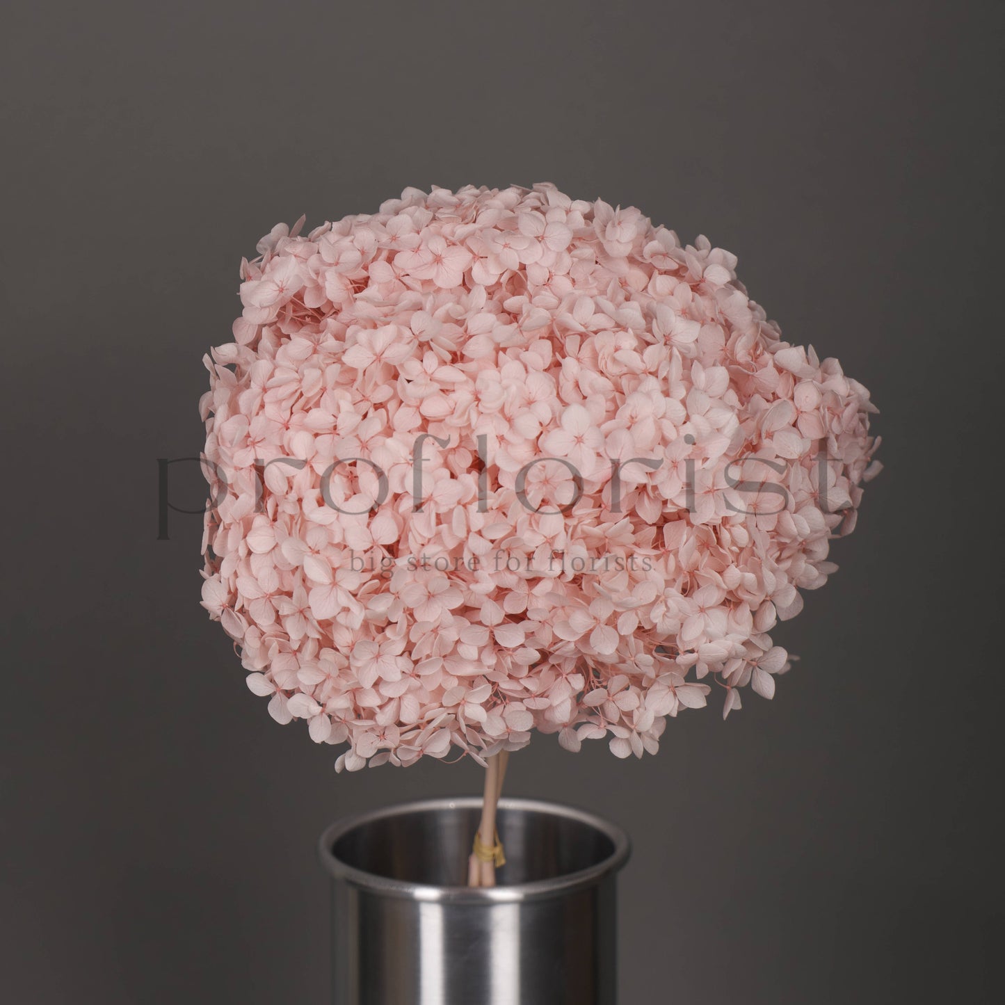 Hortensja stabilizowana Jasnoróżowa, 1 szt