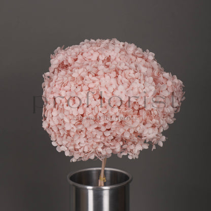 Hortensja stabilizowana Jasnoróżowa, 1 szt