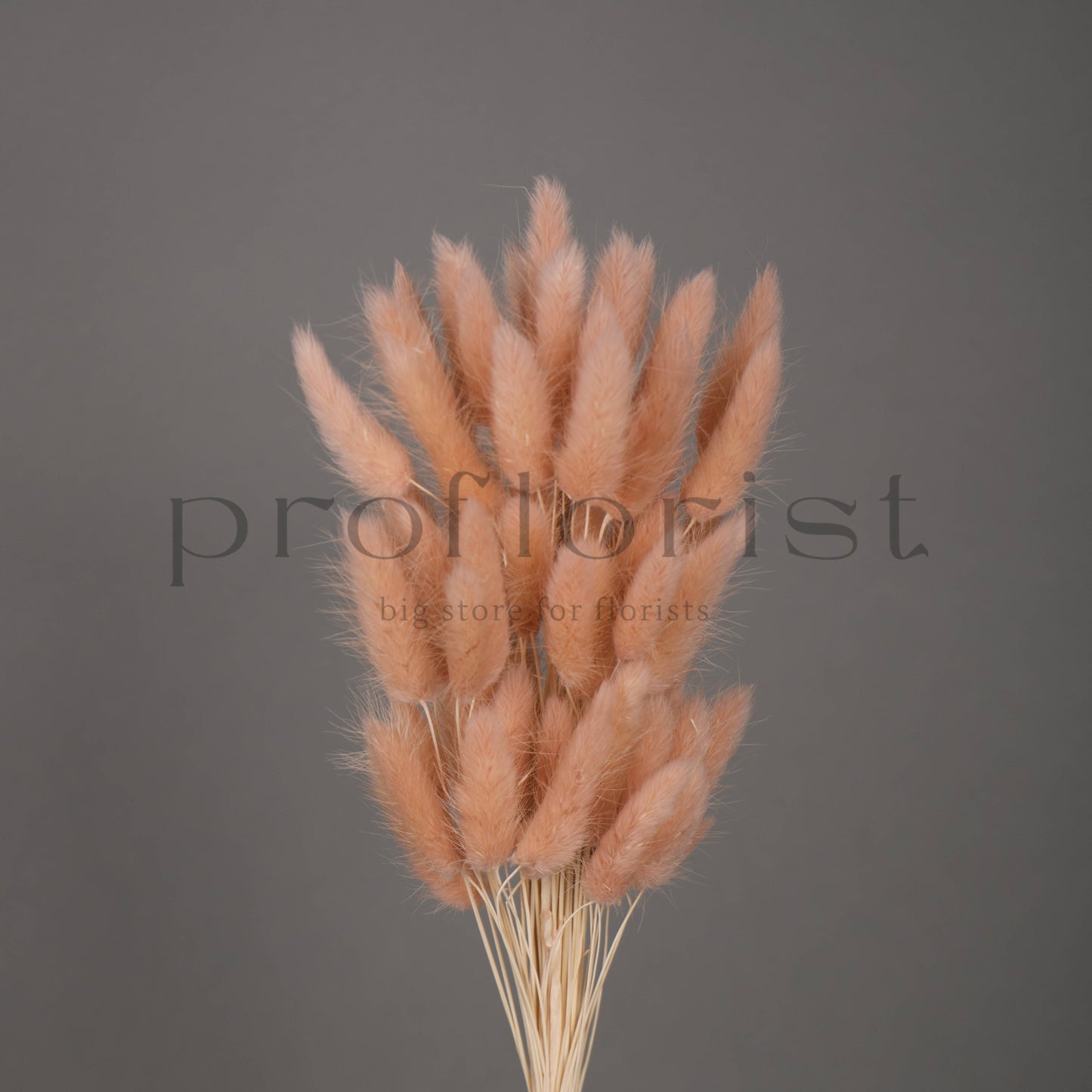 Suszony Lagurus Dmuszek jajowaty PUDROWY - bukiet 60 szt