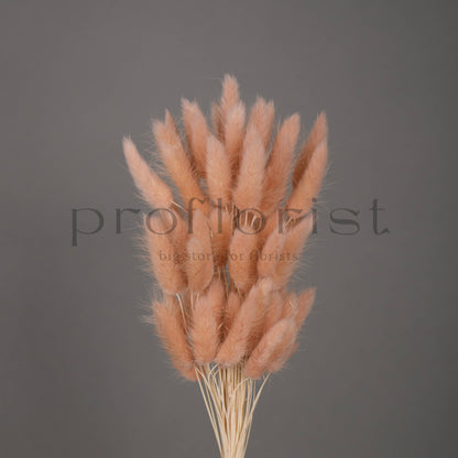 Suszony Lagurus Dmuszek jajowaty PUDROWY - bukiet 60 szt