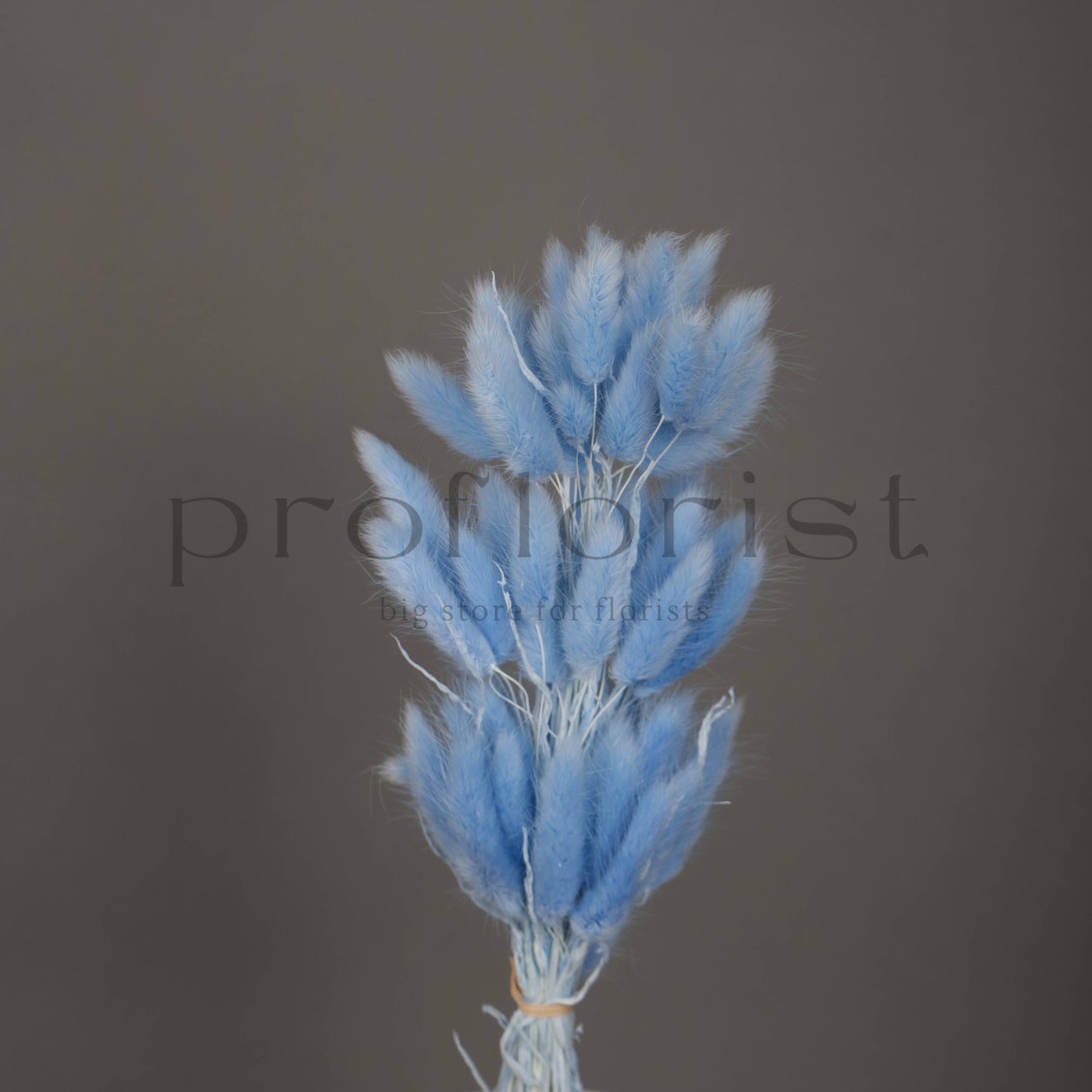 Suszony Lagurus Dmuszek jajowaty NIEBIESKI - bukiet 60 szt