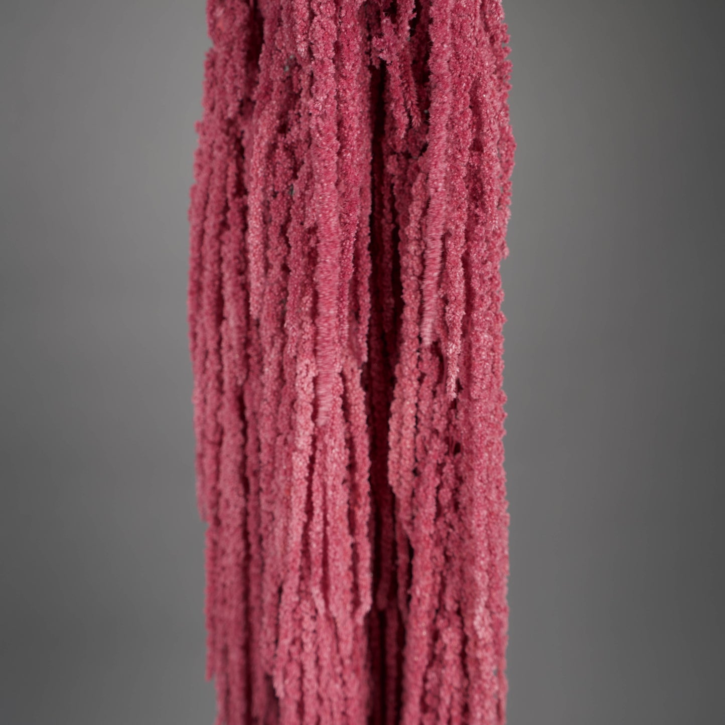 Amarantus stabilizowany (szarłat) Pudrowy – 5 gałęzi | 90–120 cm