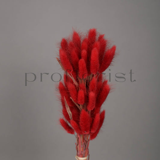 Suszony Lagurus Dmuszek jajowaty CZERWONY - bukiet 60 szt